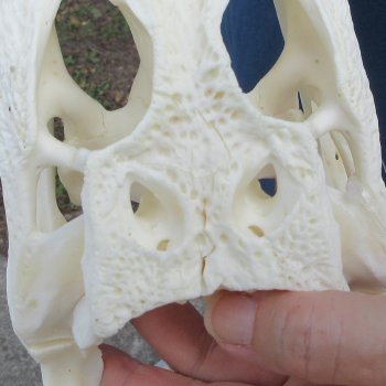 9-1/2" Alligator Skull 