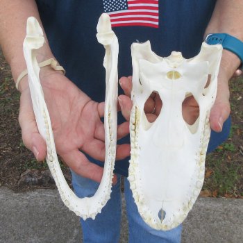 9-1/2" Alligator Skull 