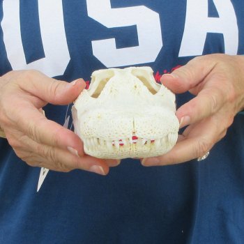 9" Alligator Skull 