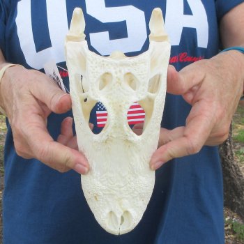 9" Alligator Skull 