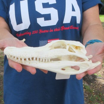 9" Alligator Skull 