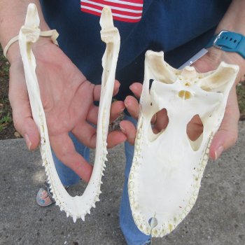 9" Alligator Skull 