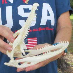 8" Alligator S...