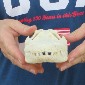 8" Alligator Skull 