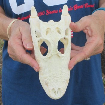 8" Alligator Skull 