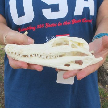 8" Alligator Skull 