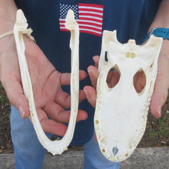 8" Alligator Skull 