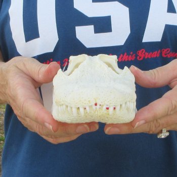 9" B-Grade Alligator Skull 
