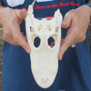 9" B-Grade Alligator Skull 
