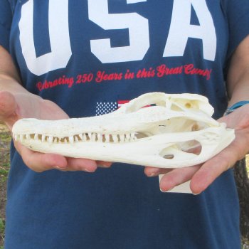 9" B-Grade Alligator Skull 