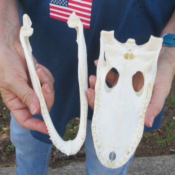 9" B-Grade Alligator Skull 