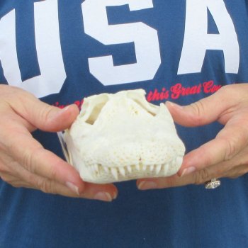 9-1/2" B-Grade Alligator Skull 