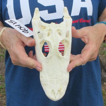 9-1/2" B-Grade Alligator Skull 