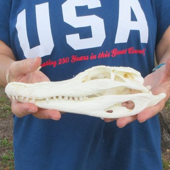 9-1/2" B-Grade Alligator Skull 