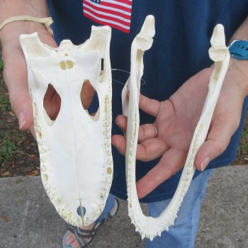 9-1/2" B-Grade Alligator Skull 