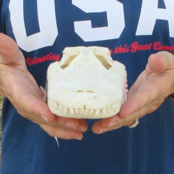8-1/2" Alligator Skull 