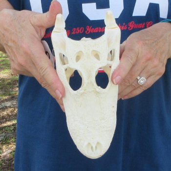 8-1/2" Alligator Skull 