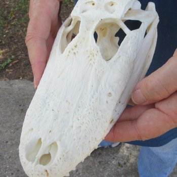 8-1/2" Alligator Skull 