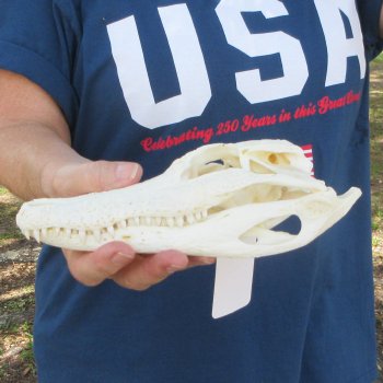 8-1/2" Alligator Skull 