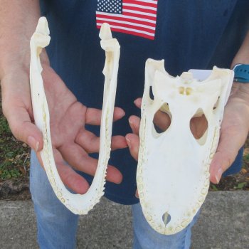 8-1/2" Alligator Skull 