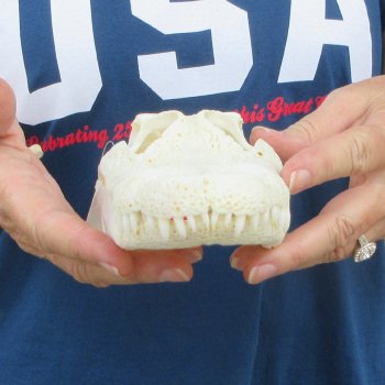 8-1/2" Alligator Skull 