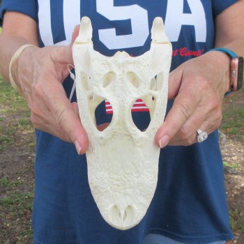 8-1/2" Alligator Skull 