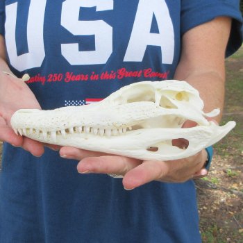 8-1/2" Alligator Skull 