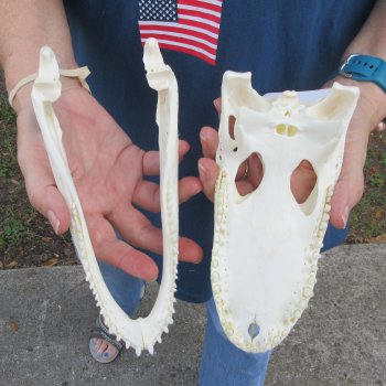 8-1/2" Alligator Skull 