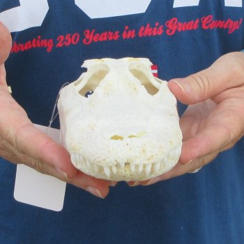 9" B-Grade Alligator Skull 