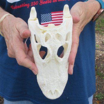 9" B-Grade Alligator Skull 