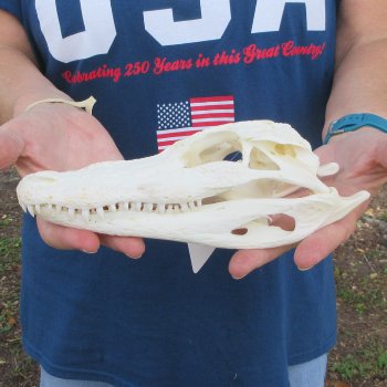 9" B-Grade Alligator Skull 