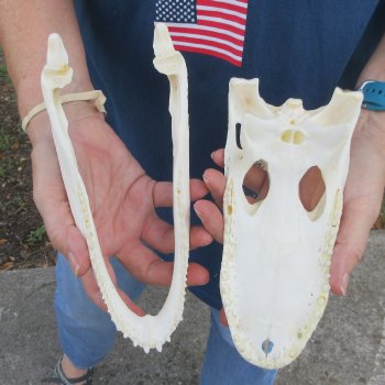 9" B-Grade Alligator Skull 