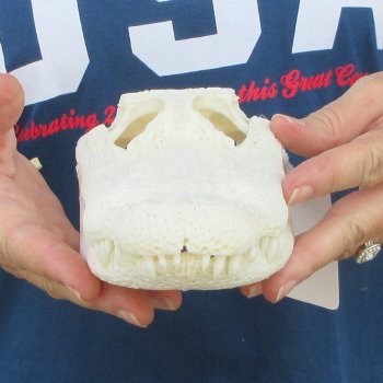 9-1/2" Alligator Skull 