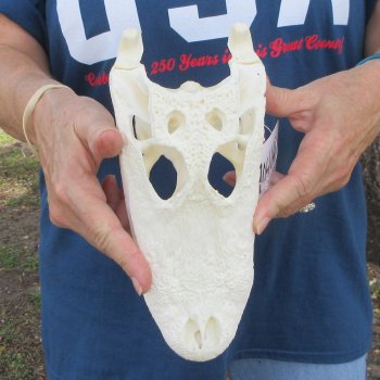 9-1/2" Alligator Skull 
