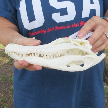 9-1/2" Alligator Skull 