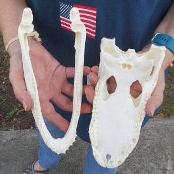 9-1/2" Alligator Skull 