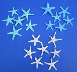 Wholesale small flat dyed blue, green and white starfish 1 to 2 inches  - 300 pcs @ .10 each; 1200 pcs @ .09 each