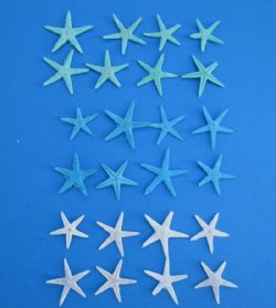 3/4 to 1-1/4 inches Wholesale Mini Dyed Starfish in Bulk - 300 pcs @ .08 each; 1200 pcs @ .07 each