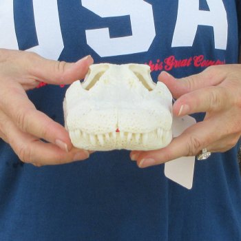 9-1/2" Alligator Skull 