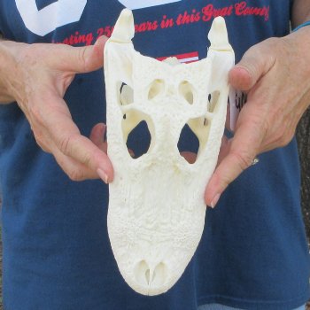9-1/2" Alligator Skull 