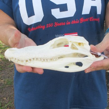 9-1/2" Alligator Skull 