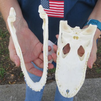 9-1/2" Alligator Skull 