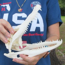 10" Alligator ...
