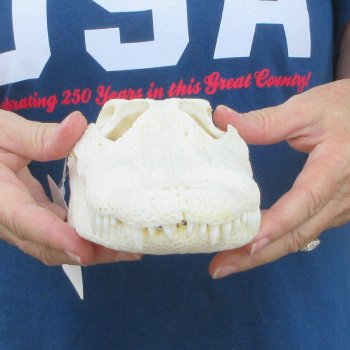 10" Alligator Skull 