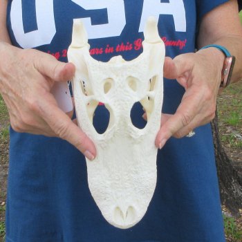 10" Alligator Skull 