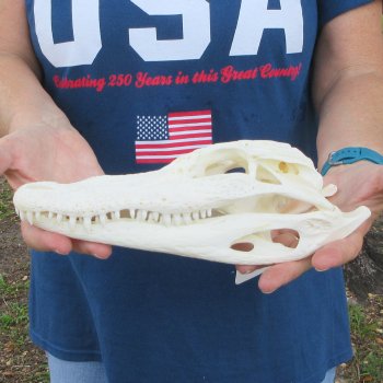 10" Alligator Skull 