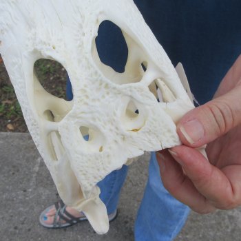 10" Alligator Skull 