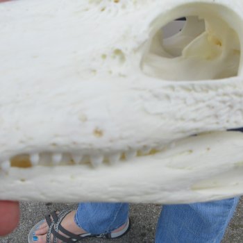 10" Alligator Skull 