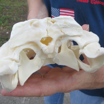 10" Alligator Skull 