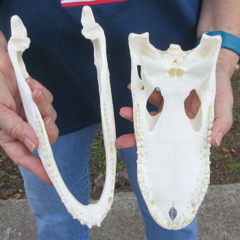 10" Alligator Skull 